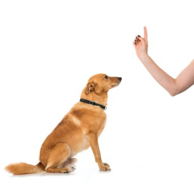 Tatlı melez köpek, otur.