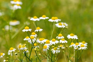 Yeşil çayırdaki Chamomille çiçekleri