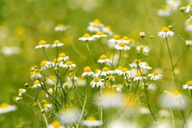 Yeşil çayırdaki Chamomille çiçekleri