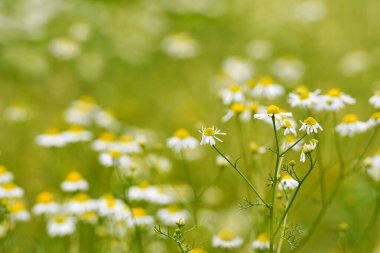 Yeşil çayırdaki Chamomille çiçekleri