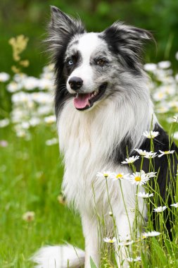 Papatya çiçeği tarlasında çoban köpeği. 