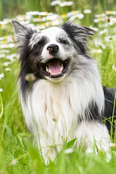 Border collie dog in daisy flower field