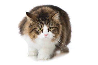İngiliz uzun saçlı kedisi beyazda izole edilmiş.