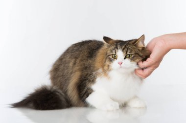 İngiliz uzun saçlı kedisi beyazda izole edilmiş.