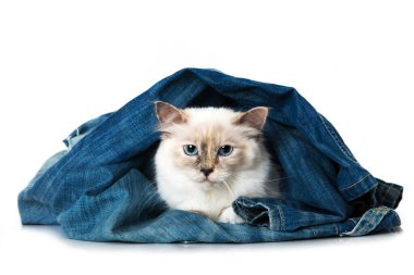 Kutsal Burma kedisi beyazda soyutlanmış