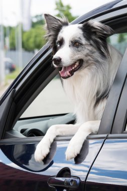 Sınır çoban köpeği arabasında