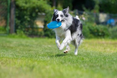 Çayırda çoban köpeği oynuyorum.