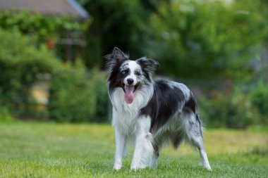 Çayırdaki çoban köpeği.