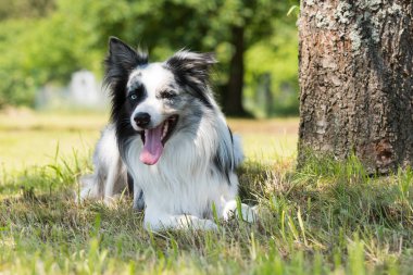 Çayırdaki çoban köpeği.