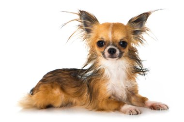 Chihuahua köpeği beyazı izole etmiş.