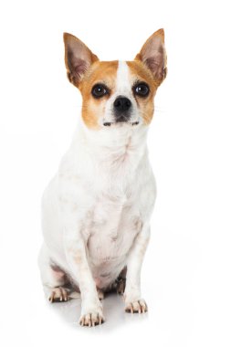 Chihuahua köpeği beyazı izole etmiş.