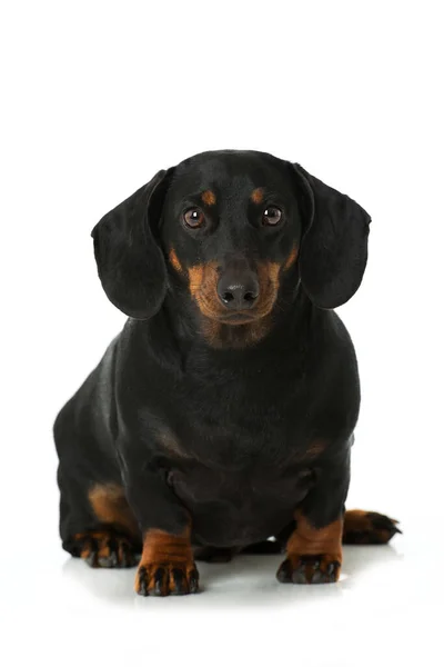 Dachshund Gordo Isolado Branco — Fotografia de Stock