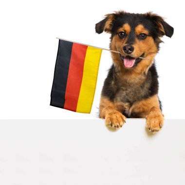 Alman bayrağı taşıyan bir köpek duvarın üstünden bakıyor.