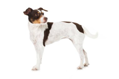 Beyaz arkaplanda Parson Russel Terrier