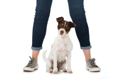 İnsan bacakları arasındaki köpek bembeyaz.