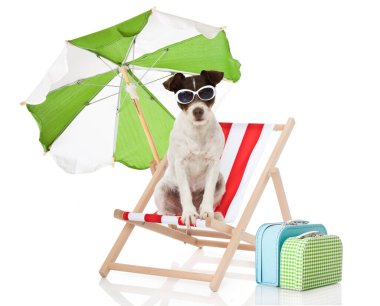 Teriyer köpek güvertede oturuyor.