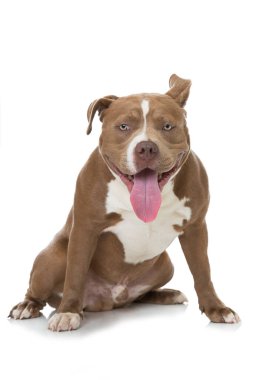 Beyaz arka planda izole edilmiş egzotik zorba