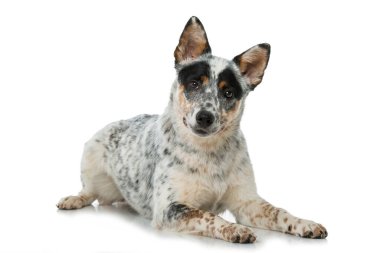 Avustralya Sığır Köpeği beyazı izole etti