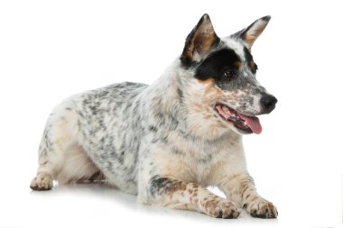 Avustralya Sığır Köpeği beyazı izole etti