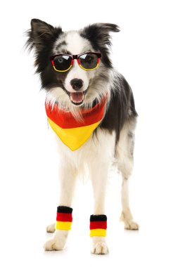 Futbol fanatiği kıyafetli Border Collie.