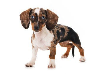 Dachshund köpek yavrusu beyazda izole edilmiş.