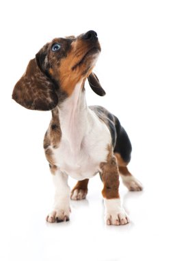 Dachshund köpek yavrusu beyazda izole edilmiş.