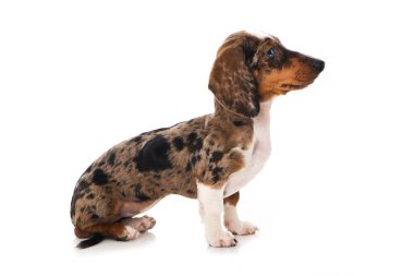 Dachshund köpek yavrusu beyazda izole edilmiş.