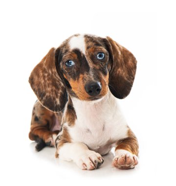 Dachshund köpek yavrusu beyazda izole edilmiş.