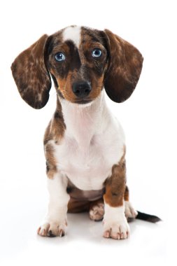 Dachshund köpek yavrusu beyazda izole edilmiş.