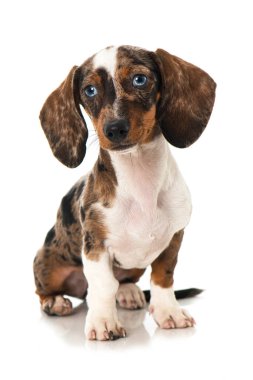Dachshund puppy isolated on white clipart