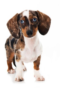 Dachshund köpek yavrusu beyazda izole edilmiş.