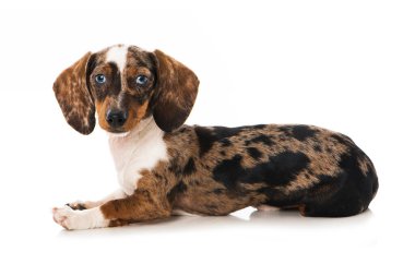 Dachshund köpek yavrusu beyazda izole edilmiş.