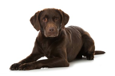 Kahverengi labrador köpeği beyazda izole edilmiş.