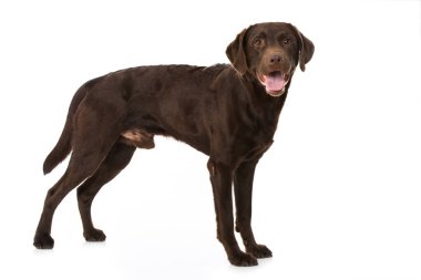 Kahverengi labrador köpeği beyazda izole edilmiş.