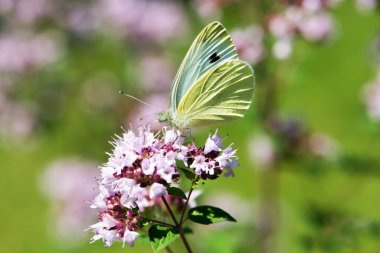 Kelebek bir yaz çiçeğinde