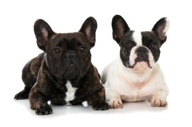 Beyaz arka planda izole edilmiş iki Fransız bulldog.
