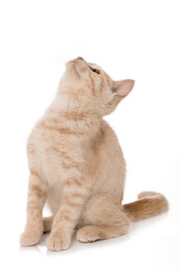 Şirin İngiliz kısa hava kedisi yukarı bakıyor.