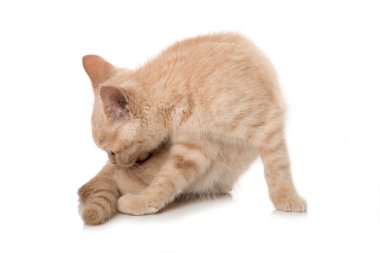 Şirin İngiliz kısa hava kedisi 