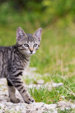 Doğada tekir kedi yavrusu