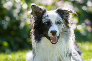Bir yaz bahçesinde Sınır Collie köpeği