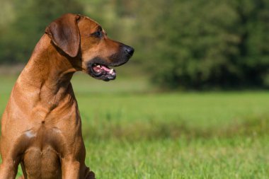 Yaz otlağında Rodezya sırtlı köpeği