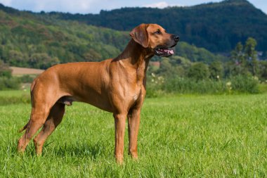 Yaz otlağında Rodezya sırtlı köpeği