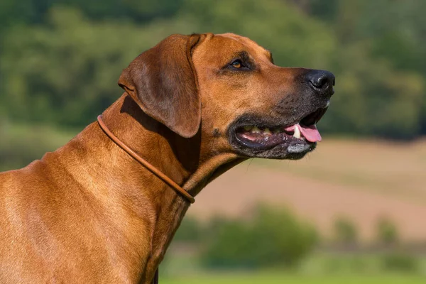 Yaz otlağında Rodezya sırtlı köpeği