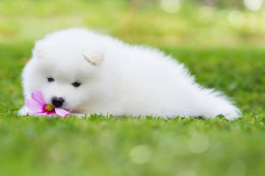 Samoyed köpek yavrusu yaz çayırında