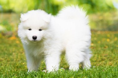 Samoyed köpek yavrusu yaz çayırında