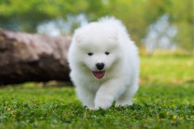 Samoyed köpek yavrusu yaz çayırında
