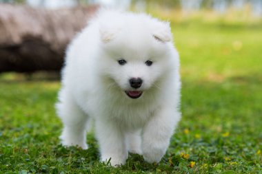 Samoyed köpek yavrusu yaz çayırında