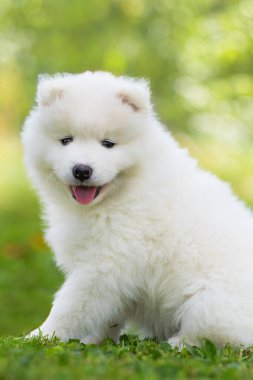 Samoyed köpek yavrusu yaz çayırında