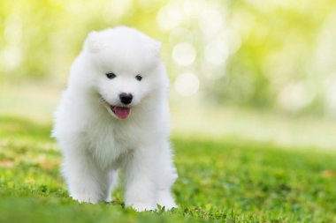 Samoyed köpek yavrusu yaz çayırında