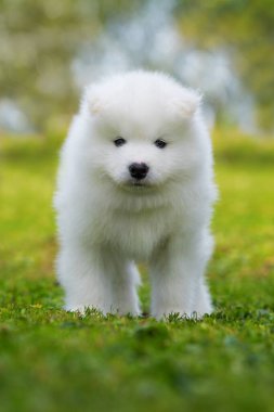Samoyed köpek yavrusu yaz çayırında